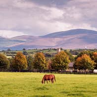 Horses grazing in a field with mountains in the background