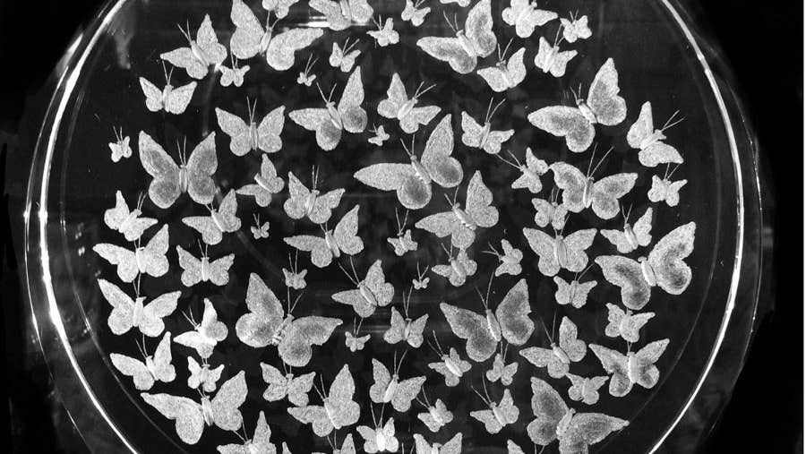 Glass with butterflies etched on it