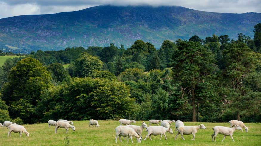 A flock of sheep in front of the Blackstairs Mountains County Carlow