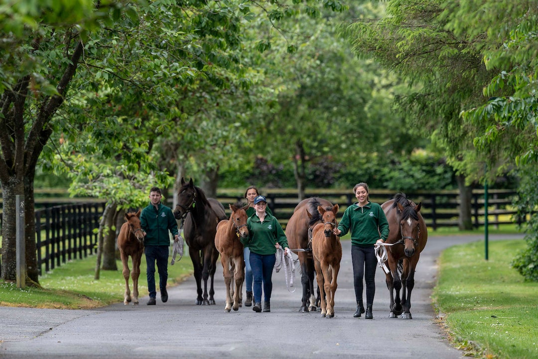 Walking with horses at The Irish National Stud & Gardens