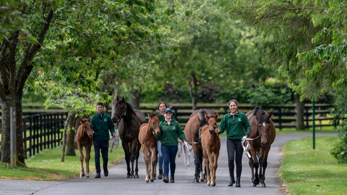 Walking with horses at The Irish National Stud & Gardens