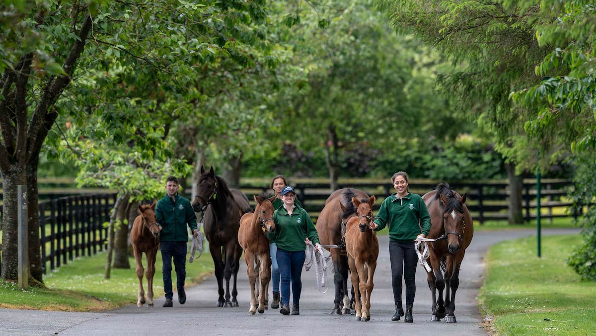 Walking with horses at The Irish National Stud & Gardens