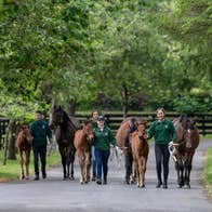 Walking with horses at The Irish National Stud & Gardens