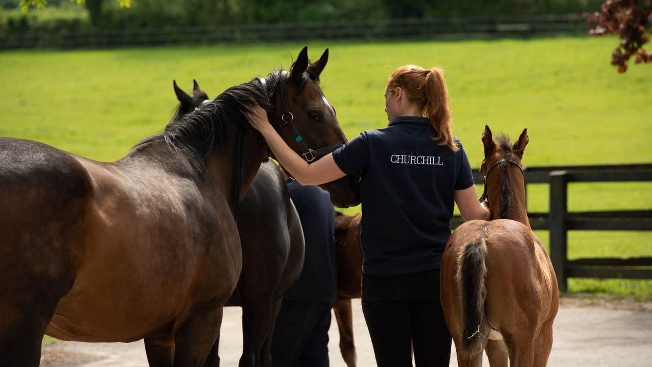 Racehorse Churchill and handler with other horses and foals at Coolmore Stud