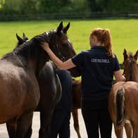 Racehorse Churchill and handler with other horses and foals at Coolmore Stud