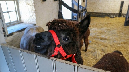 A small dark pony looking over a gate in a barn stall