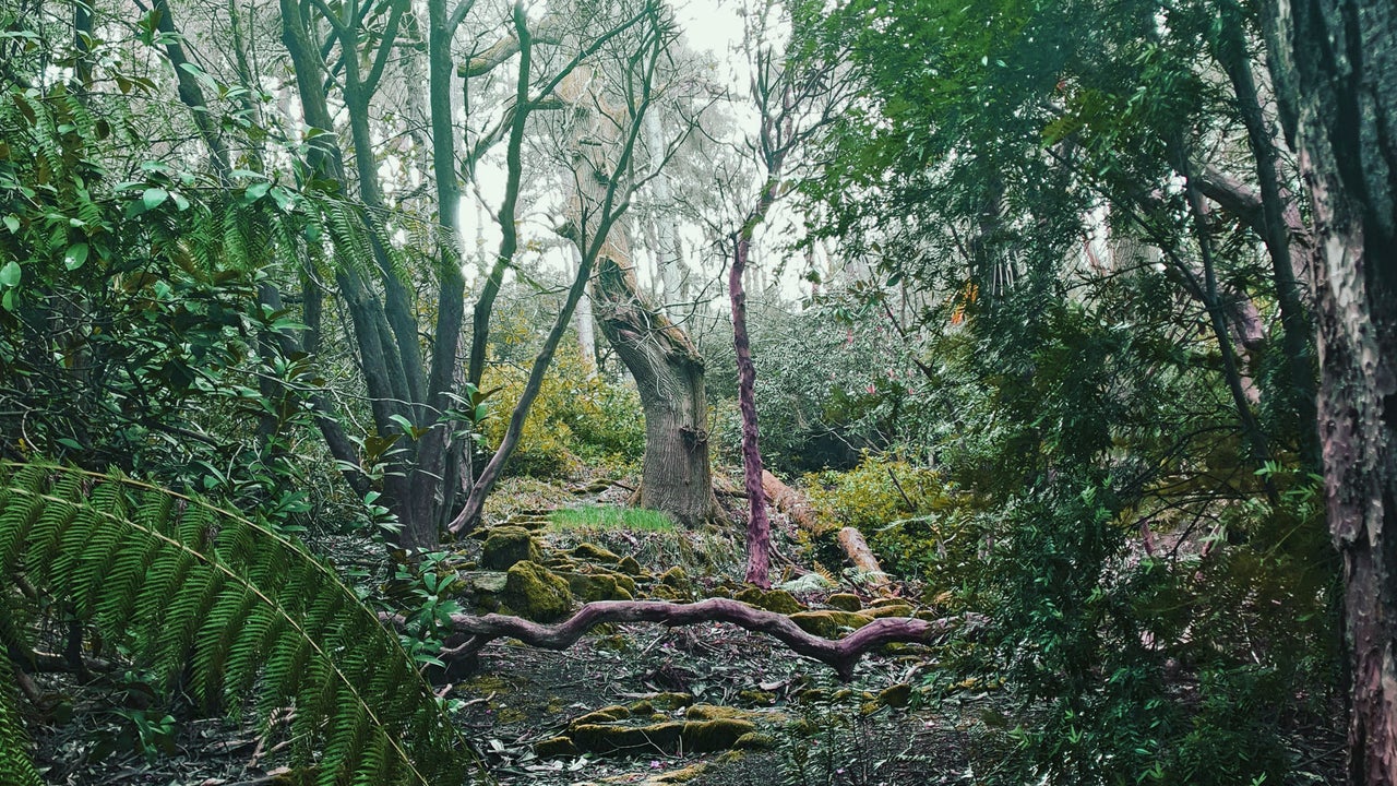 Danú Forest Bathing view of the mature forest