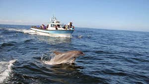Image of boat and dolphin