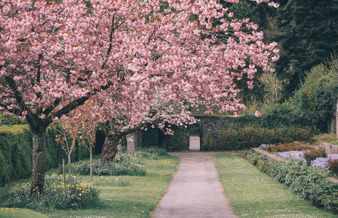 Pink flowering tree beside a path in the gardens at Birr Castle