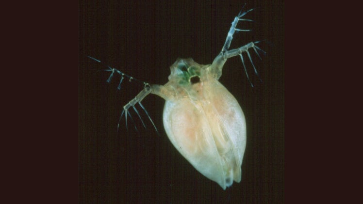 Daphnia watervlo