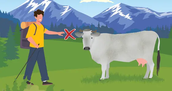 The RIGHT way to walk on the mountain pasture
