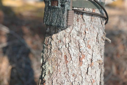 Le fototrappole hanno il compito di fornire dati preziosi sulla distribuzione delle diverse specie animali, per creare una base solida di informazioni utili alla gestione della fauna selvatica a lungo termine. (Foto: Ufficio provinciale Gestione fauna selvatica)