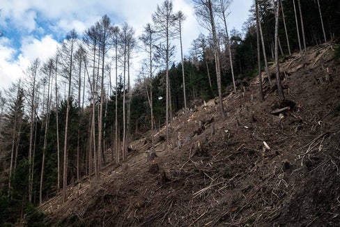 Vom Borkenkäfer befallene Bäume werden präventiv aus dem Wald gebracht. Dafür gibt es Beiträge vom Land. (Foto: LPA/Ivo Corrà)