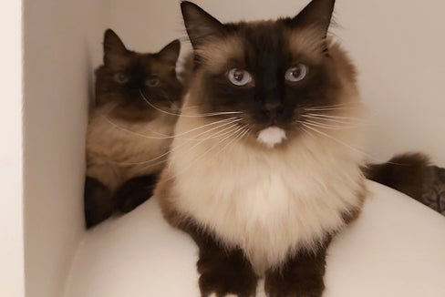 Nicht nur Menschen, auch Tieren sollte Antibiotika mit Maß verabreicht werden. (Foto: LPA/uli)