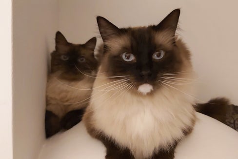 Nicht nur Menschen, auch Tieren sollte Antibiotika mit Maß verabreicht werden. (Foto: LPA/uli)