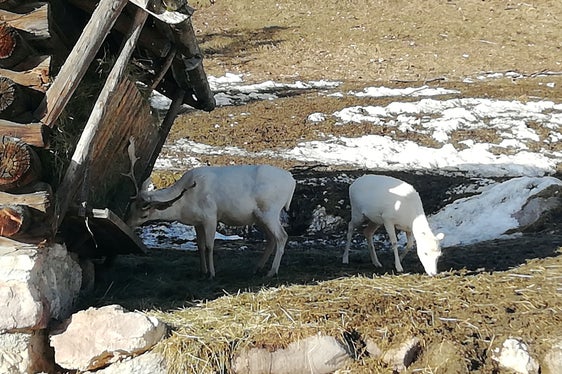 Die Damhirsche in Zans/Villnöß. (Foto: Andreas Munter)