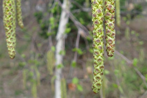 Sehr häufige Verursacher von Heuschnupfen sind die Pollen der Birke. (Foto: Landesagentur für Umwelt und Klimaschutz/Widmann)