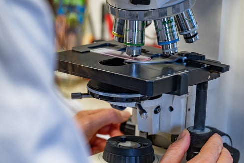 Grande precisione e concentrazione: i pollini vengono classificati e contati al microscopio ottico e da lì si calcola la concentrazione di polline per metro cubo d’aria. (Foto: Greta Stuefer)