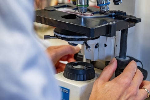 Große Genauigkeit und Konzentration gefordert: Die Pollen werden am Lichtmikroskop
ausgezählt und bestimmt und daraus die Pollenkonzentrationen pro Kubikmeter Luft
errechnet. (Foto: Greta Stuefer)