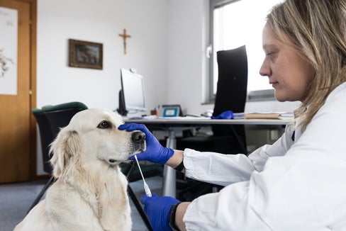 Un cane dal veterinario. (Foto: ASP/Tiberio Sorvillo)