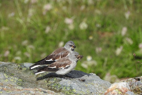 Le finch da nëi é tl prigo a gaujia di tröc inzesć. (Foto: Mattia Brambilla)