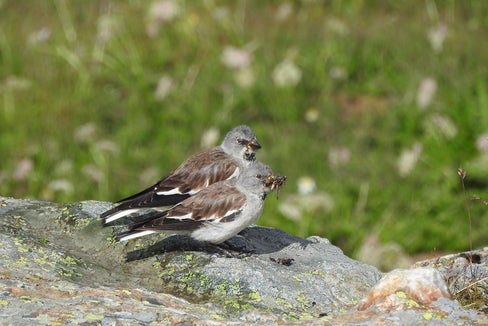 Le finch da nëi é tl prigo a gaujia di tröc inzesć. (Foto: Mattia Brambilla)