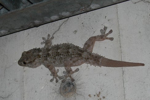 Gewöhnlicher Gecko Tarentola mauritanica. (Foto: Massimo Morpurgo)