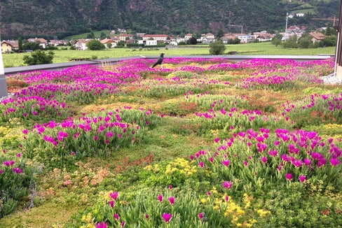 Oltre ai numerosi vantaggi, i tetti verdi alleggeriscono anche il sistema fognario, poiché immagazzinano l'acqua piovana, che viene gradualmente reimmessa nel ciclo naturale dell'acqua attraverso l'evaporazione. (Foto: Monika Pichler)