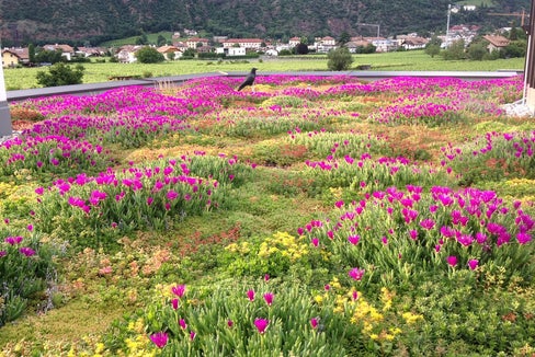 Neben vielen Vorteilen entlasten Gründächer auch die Kanalisation: Denn sie speichern Regenwasser, das durch Verdunstung nach und nach wieder dem natürlichen Wasserkreislauf zugeführt wird. (Foto: Monika Pichler)