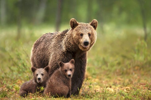 Nella sala per gli eventi di San Cassiano, Filippo Zibordi presenta il suo libro “L’uomo e l’orso possono convivere?”. (Foto: iStock)