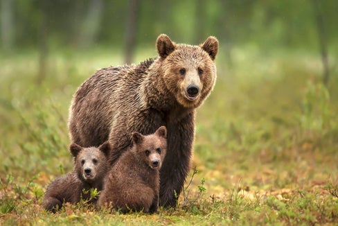 Nella sala per gli eventi di San Cassiano, Filippo Zibordi presenta il suo libro “L’uomo e l’orso possono convivere?”. (Foto: iStock)