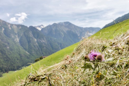 Eine Hofübernahme ist eine Entscheidung fürs Leben – wer unter 41 Jahre alt ist und alle Voraussetzungen erfüllt, kann bis 28. Juni um Landesbeihilfen ansuchen. (Foto: IDM/Frieder Blickle)
