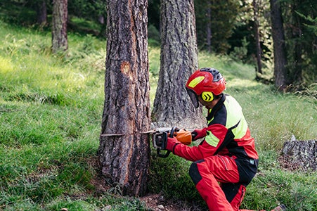 Il bosco è un rifugio, un fattore econo-mico e uno scudo protettivo: solo una gestione sostenibile ne garantisce la sopravvivenza. (Foto: Benjamin Pfitscher)