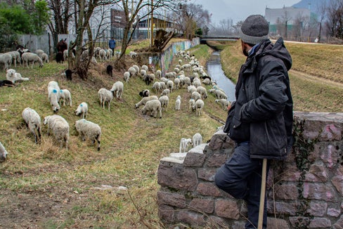 Daniel Paratscha, Schafhirte aus Stern im Gadertal, verbringt den Winter mit der Schafherde am Etschufer. (Foto: Greta Stuefer)