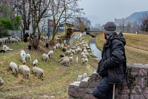 Daniel Paratscha, Schafhirte aus Stern im Gadertal, verbringt den Winter mit der Schafherde am Etschufer. (Foto: Greta Stuefer)