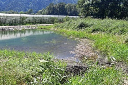 La Provincia ha acquistato il biotopo, costituito da bosco golenale e canneto e dotato di una superficie di 7575 metri quadrati, dall'Ordine delle Dame Inglesi due anni fa, nel 2020 (Foto: ASP/Ufficio natura/Valentin Schroffenegger)