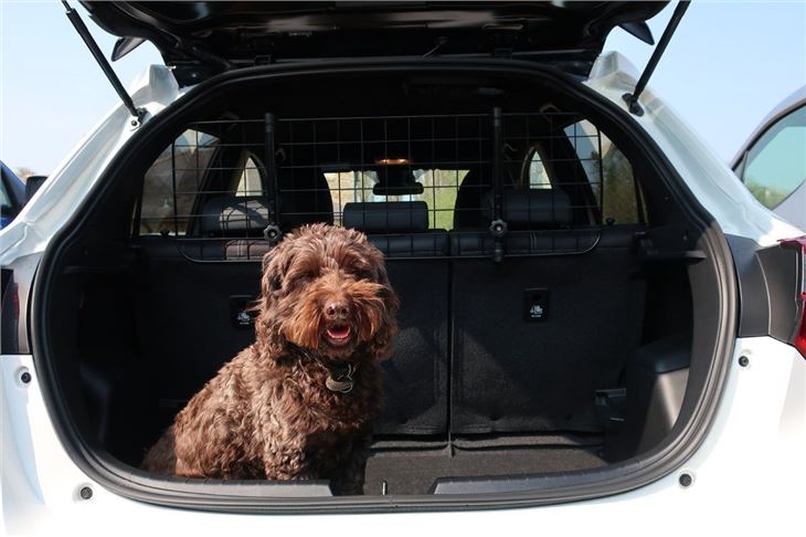 Dog in car boot with dog guard