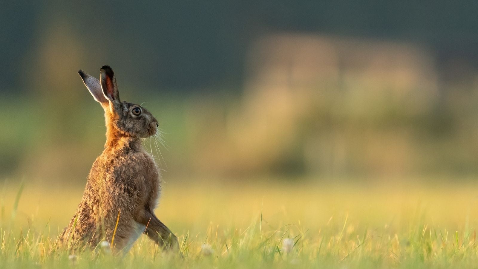 Hare stood in field of grass 