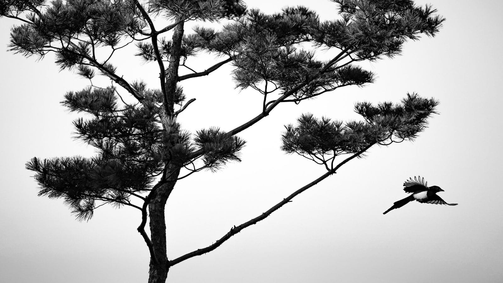 Magpie flying near tree black and white