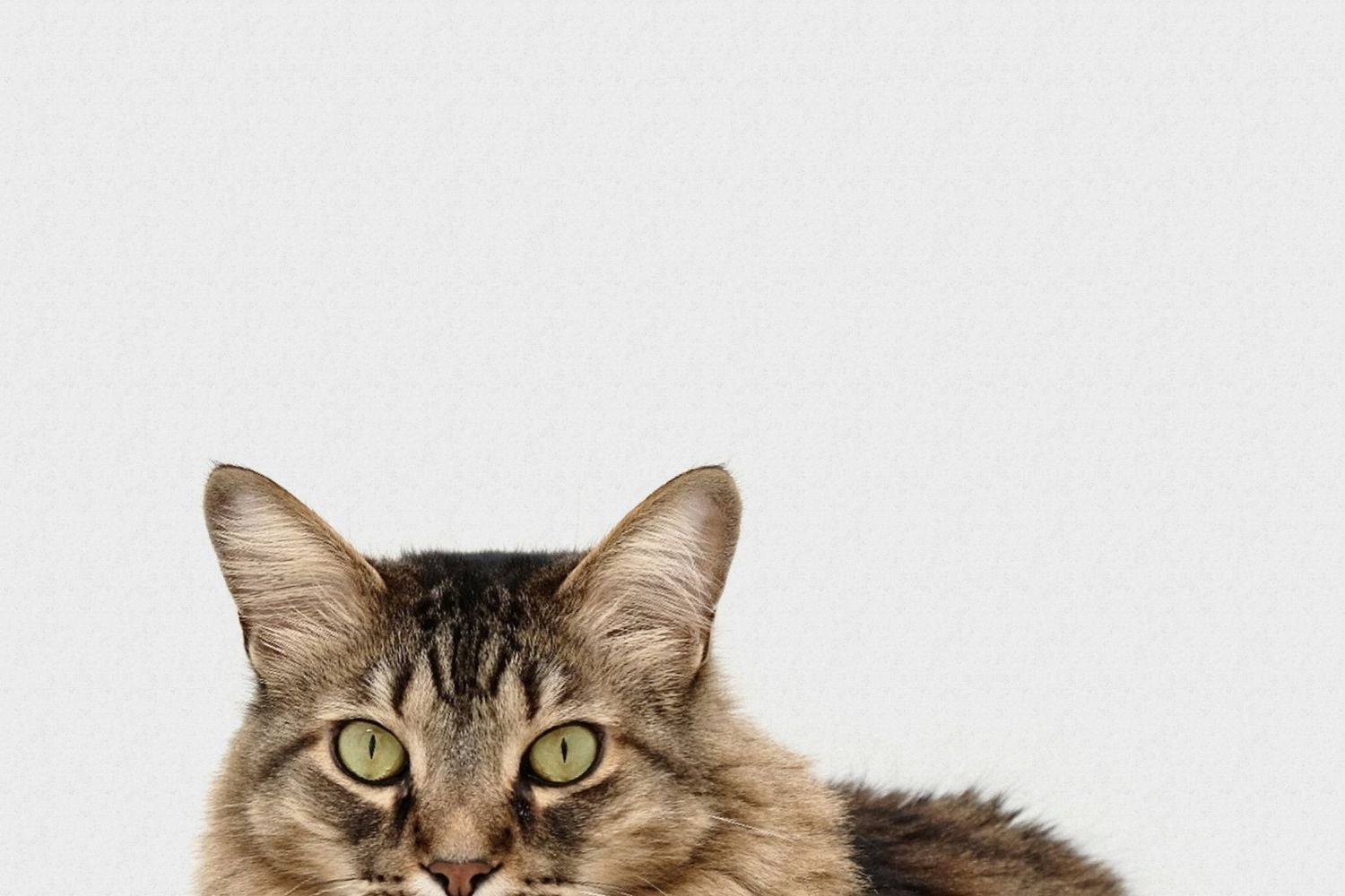 Long haired tabby cat against a white background
