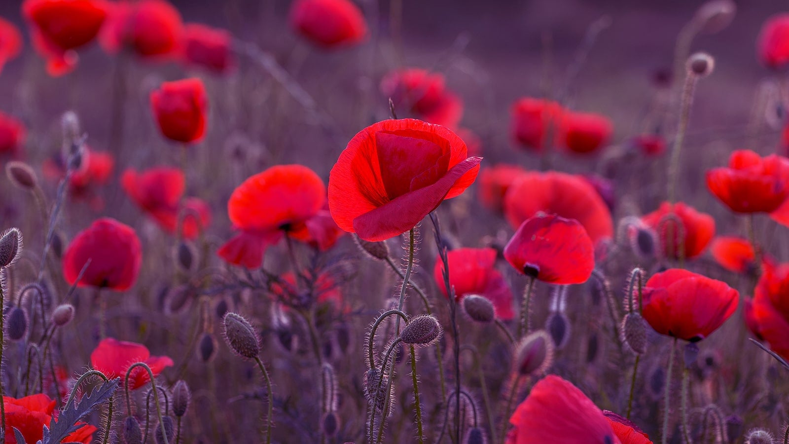 poppies in a field with greywash effect