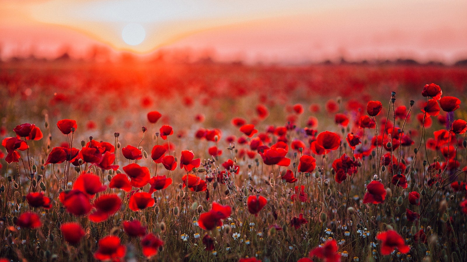 A photo of a field of poppy's with the sunset in the background