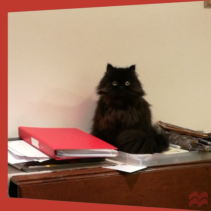 Marmite, a fluffy black cat, is standing on a shelf filled with folders, papers, books and stationary. She is does not look pleased at the lack of attention being given to her. 