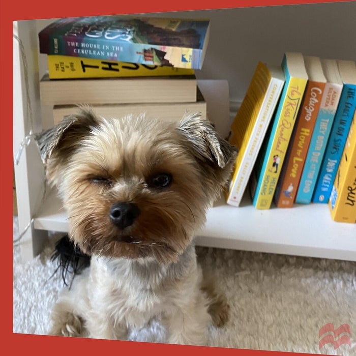 Stella, a Yorkie, stands by a bookshelf full of books. She is not recommending books, but preventing the owner from selecting a book and giving it attention instead of her.