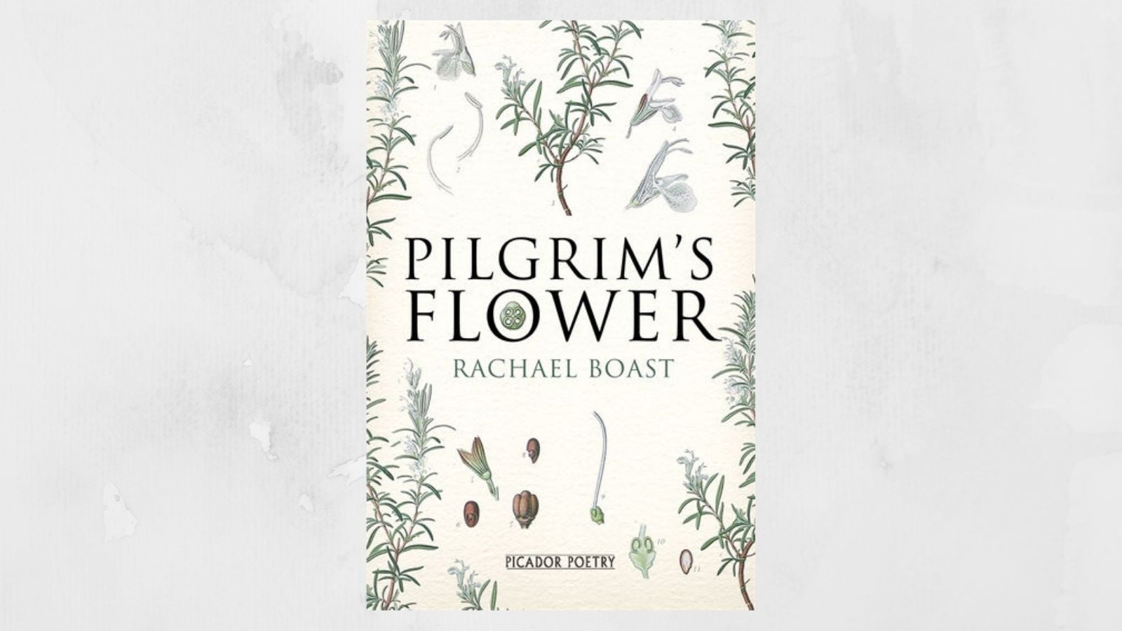 Rachael Boast Pilgrim's Flower book cover