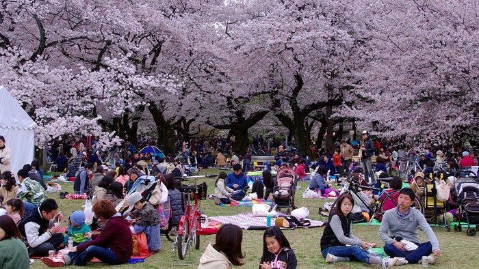 People sitting next to Japanese cherry blossom