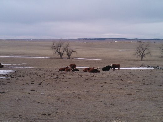 Cattle on a ranch