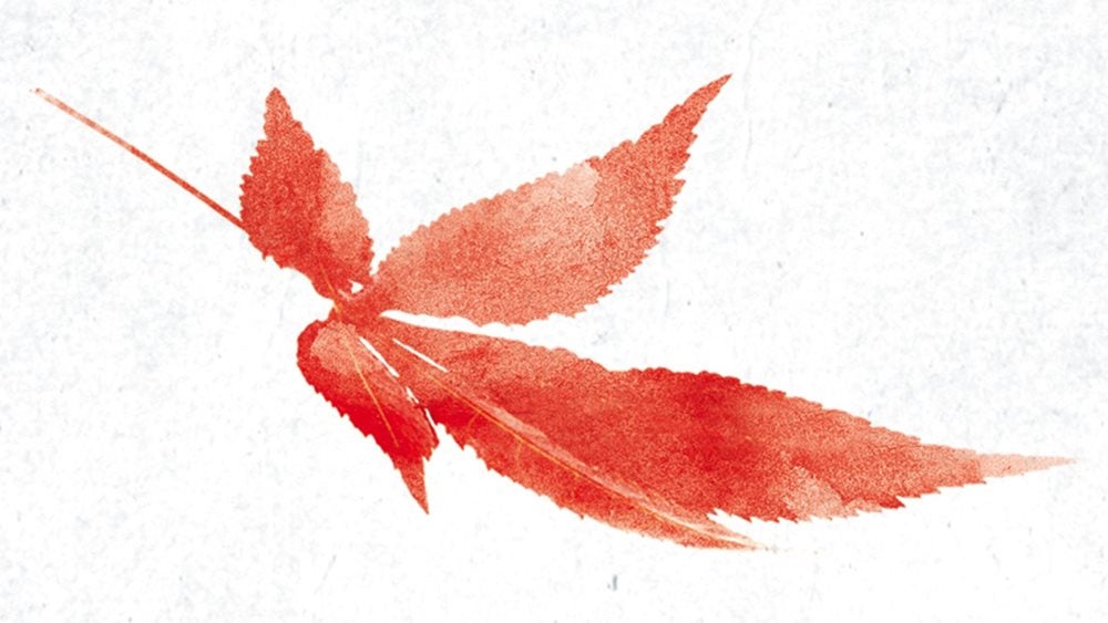 Water-colour painting of a red Japanese maple leaf