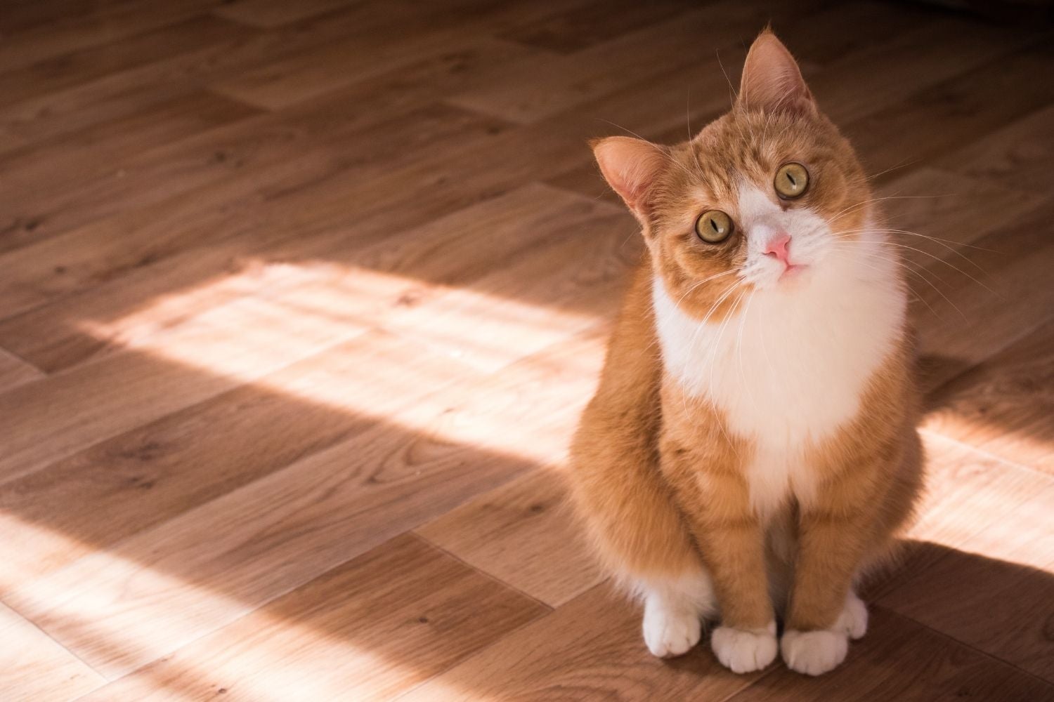 Orange and white cat sitting on a brown wooden floor - Unsplash 