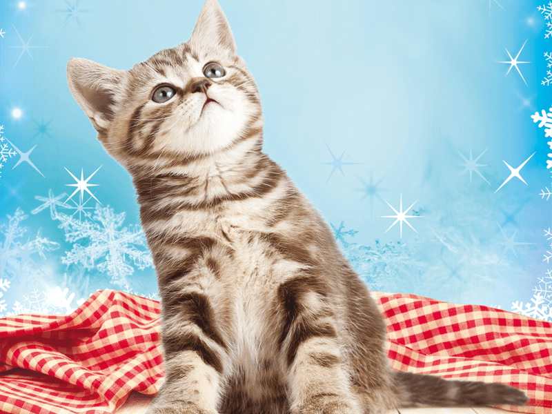 Tabby cat kitten sat on red and white gingham tablecloth with blue background and white stars and snowflakes